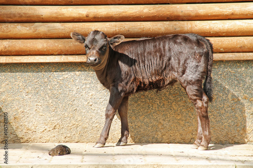 cute little dark brown calf