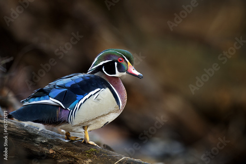 A colorful Wood Duck stands on an old log in soft lighting showing off his brilliant colors.