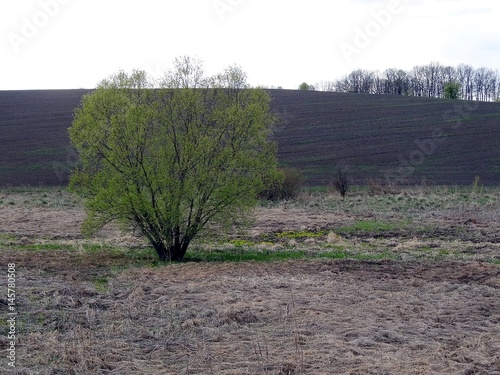 Зелёное дерево на сухом лугу возле вспаханного поля