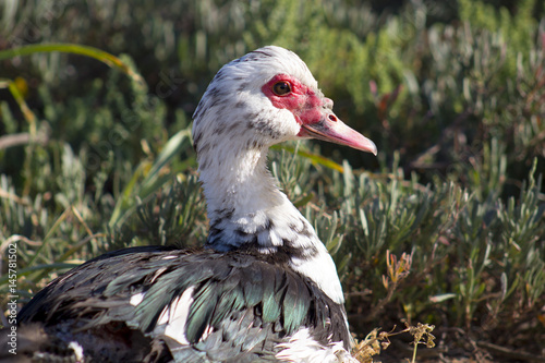 Pato en reposo