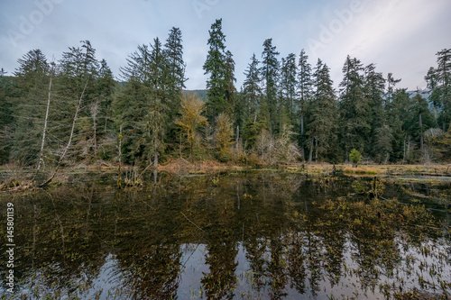 Scenic lake in the beautiful forest. Fallen logs in a forest lake. Hoh Rain Forest, Olympic National Park, Washington state, USA 