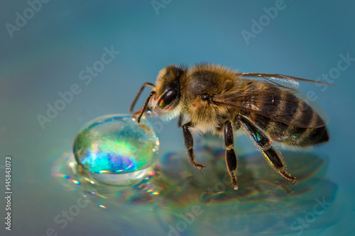 Macro image of a bee on a reflective surface drinking a honey drop from a hive