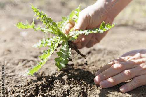 weeding in farmland