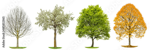 Four seasons nature Tree silhouette isolated