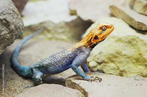 Common agama