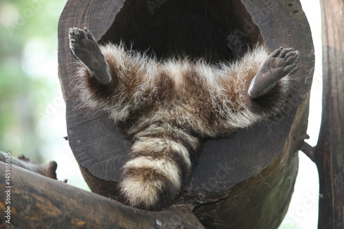 Waschbär beim Schlafen