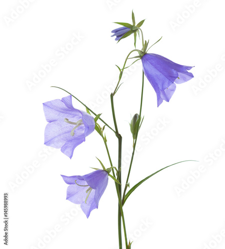 Bellflowers isolated on white. Campanula rotundifolia