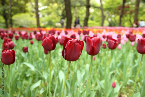 beautiful colorful tulips