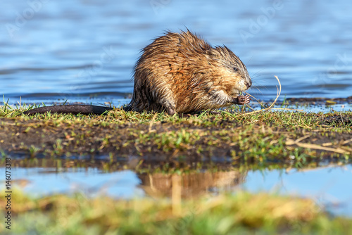 muskrat river eating grass water