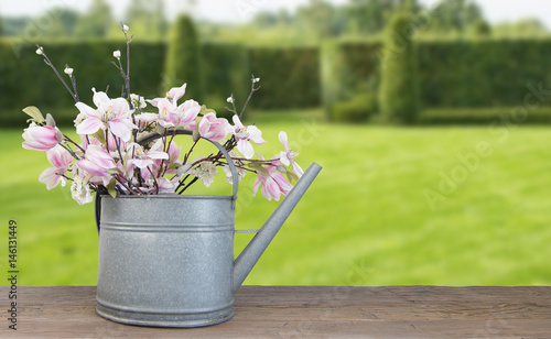 Zinc watering can with pink magnolia flowers and white blossom. Blurred garden in background. Spring concept.