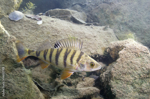 Freshwater fish perch (perca fluviatilis) in the beautiful clean pound. Underwater shot in the lake. Wild life animal. Perch in the nature habitat with nice background. Live in the lake.