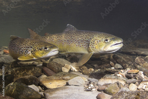 Brown trout (Salmo trutta) preparing for spawning in small creek. Beautiful salmonid fish in close up photo. Underwater photography in wild nature. Mountain creek habitat.