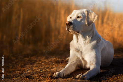 Schöner labrador retriever hund welpe liegt vor einem kornfeld in der sonne