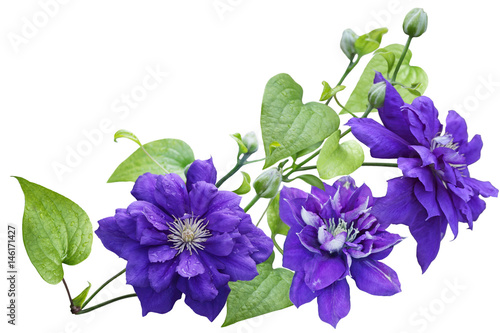 Purple clematis Flower