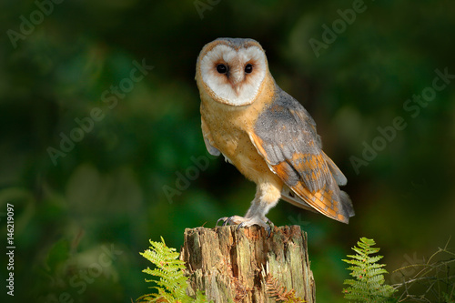 Owl in the dark forest. Barn owl, Tito alba, nice bird sitting on stone fence in forest cemetery with green fern, nice blurred light green the background, animal in the habitat, United Kingdom