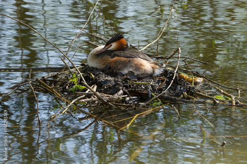 photo of an adult Great Crested Grebe sitting on a nest 