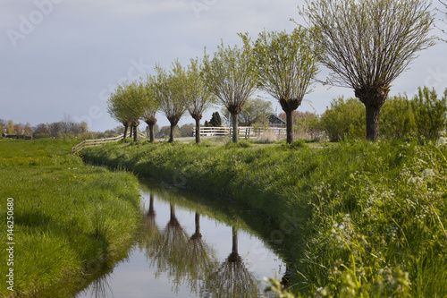 Pollarded willow trees in Holland