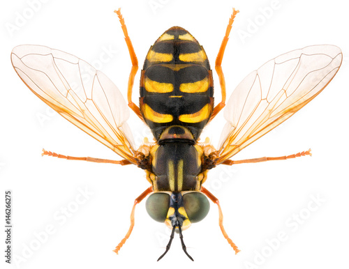 Yellow striped hoverfly Syrphidae Chrysotoxum elegans isolated on white background, dorsal view of syrphid fly