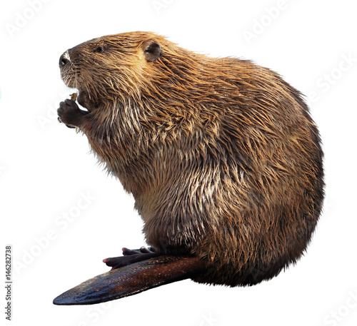 North American Beaver Isolated on a White Background