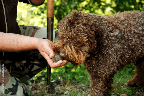 Lagotto Romagnolo truffle dog