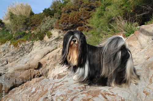 Portrait of lhasa apso dog