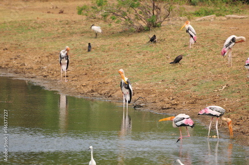 Painted stork