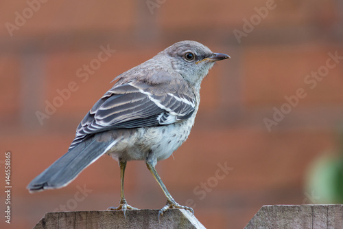 Mocking bird on a fence with a red background.