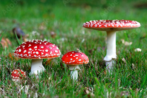 Red Amanita muscaria mushrooms in a forest