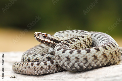 beautiful common crossed viper basking on wood stump