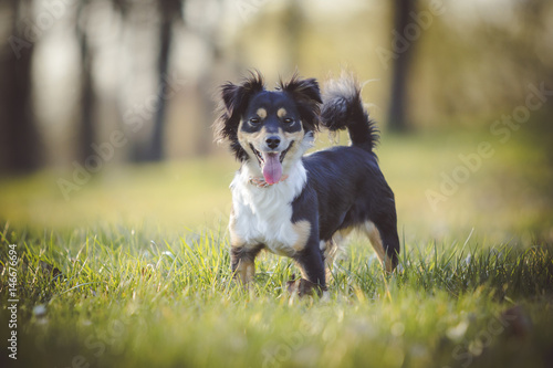 Hund steht auf Wiese