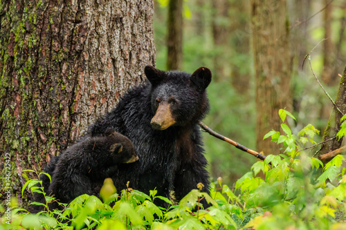 Black Bear Sow and her Four Cubs