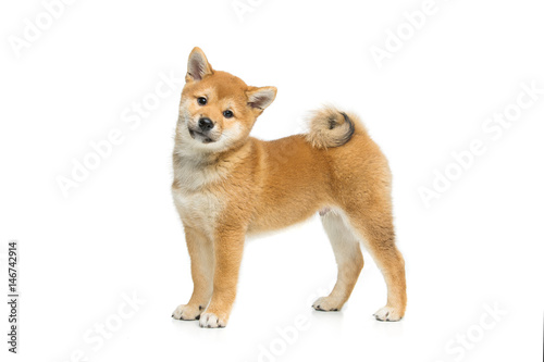 Beautiful shiba inu puppy isolated on white