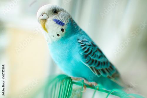 Wavy blue parrot