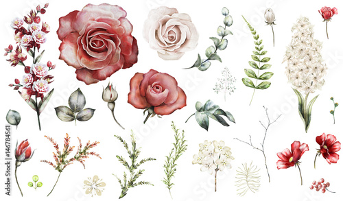 Set elements of red rose, hyacinth. Collection garden and wild flowers, branches, illustration isolated on white background, eucalyptus, bud, exotic leaf, herbs. Watercolor style