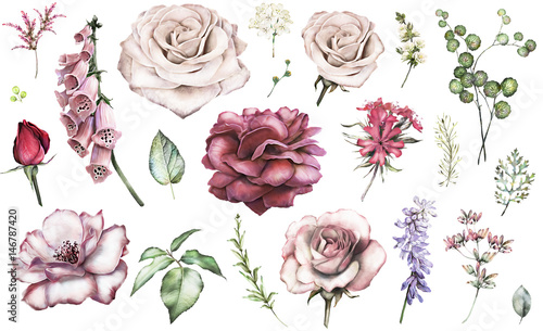Set elements of rose, peonies. Collection garden and wild flowers, branches, illustration isolated on white background, eucalyptus, bud, exotic leaf, herbs. Watercolor style