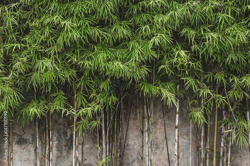 Green young bamboo background wall