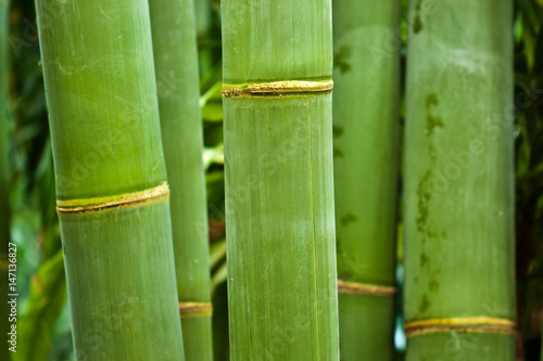 Bambus (Bambuseae). Bambusstamm