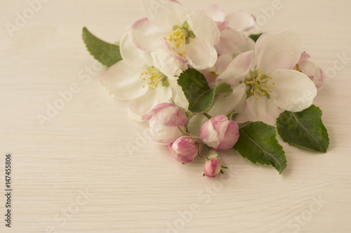 Apple blossoms on a light wooden background. Apple tree branch in bloom with copy space for text.