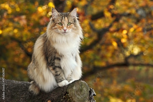 Norwegian forest cat sits in a forest