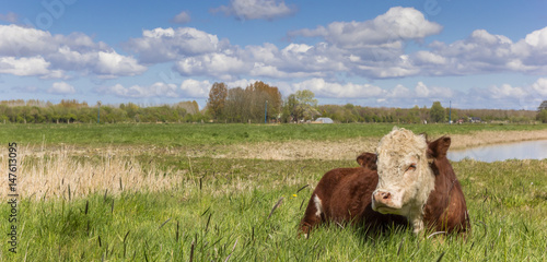 Hereford cow in the grassland outside Groningen