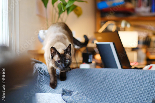 Portrait of a Siamese cat sitting on the back of a sofa in the office