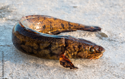 Burbot fish on spring ice