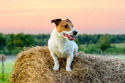 Country pastoral scene with dog sitting on haystack at sunset