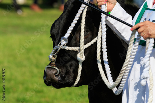 cow being judged