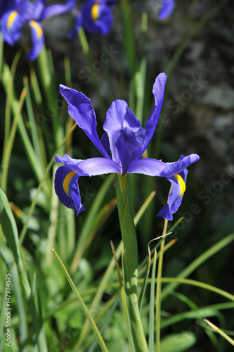 iris