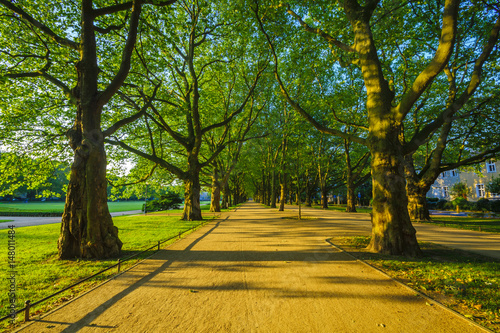 Spring in the park,avenue of trees, green leaves, green grass