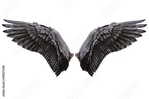 Angel wings, Natural black wing plumage