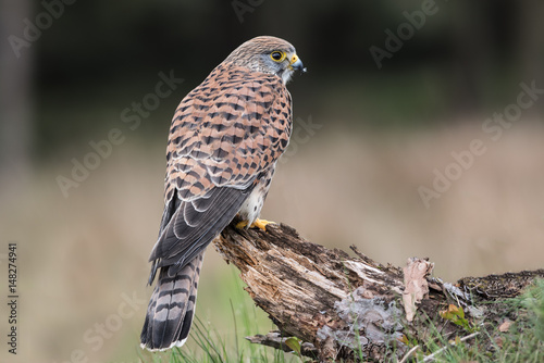 Female kestrel looking right and perched on an old tree stump with a forest in the background