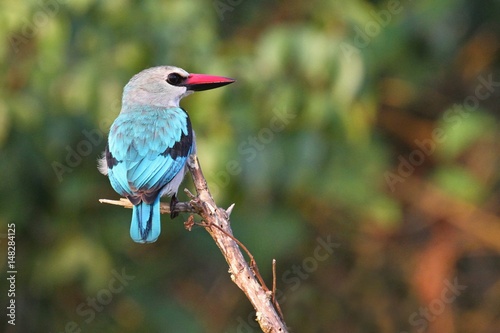 Beautiful tiny and colorful bird in the nature habitat, wild africa, african wilderness, beauty for birdwatchers, sunbird, hummingbird
