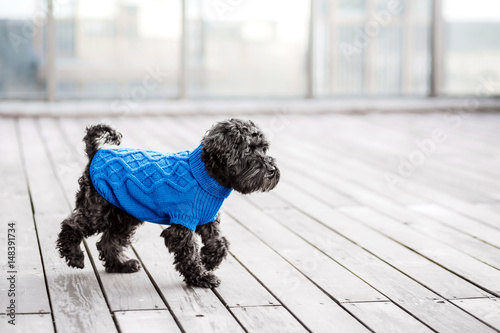 close up portrait of pretty sweet small little dog Miniature Schnauzer in blue pullover outdoor dress, jacket on the spring wooden urban background